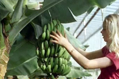 Banana girl in Iceland
