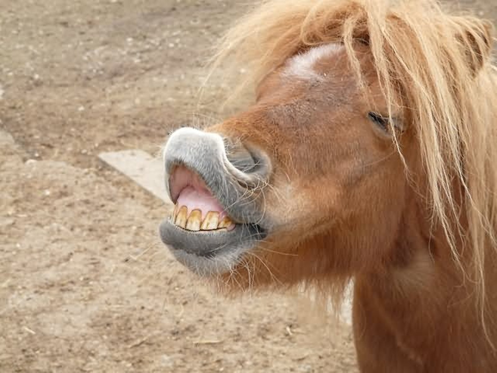 Funny-Horse-Ponny-Teeth-Face-Picture